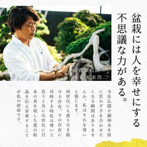 ふるさと納税 盆栽 翠松園 商品クーポン券 観...の詳細画像2