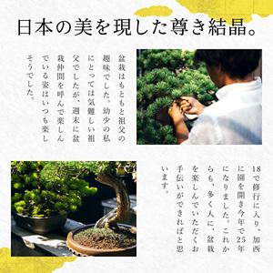 ふるさと納税 盆栽 翠松園 商品クーポン券 観...の詳細画像3