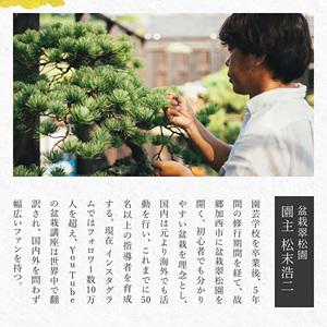 ふるさと納税 盆栽 翠松園 商品クーポン券 観...の詳細画像4