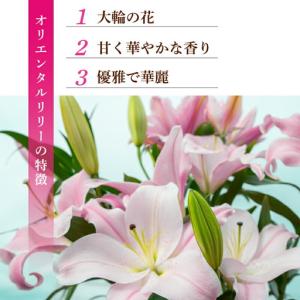 ふるさと納税 ユリ(オリエンタルリリー)7本 ...の詳細画像1