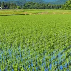 ふるさと納税 米 令和7年産 にじのきらめき1...の詳細画像2