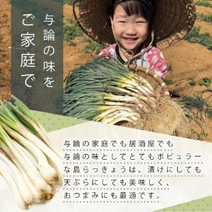 ふるさと納税 【令和8年3月頃発送】島らっきょ...の詳細画像1