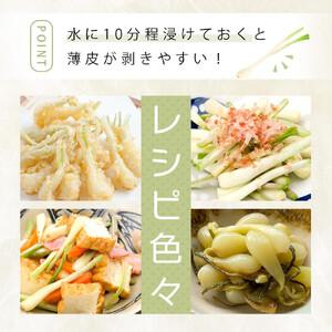 ふるさと納税 【令和8年3月頃発送】島らっきょ...の詳細画像2