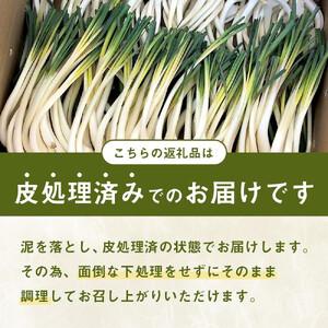 ふるさと納税 【令和8年3月頃発送】島らっきょ...の詳細画像3