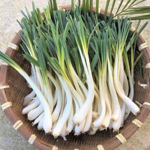ふるさと納税 【令和8年3月頃発送】島らっきょ...の詳細画像4