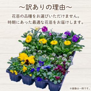 ふるさと納税 品種おまかせ 季節の花苗 24ポ...の詳細画像1