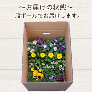 ふるさと納税 品種おまかせ 季節の花苗 24ポ...の詳細画像2