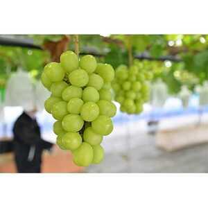 ふるさと納税 【2026年　秋発送分】〜シャインマスカット〜　2〜3房(約1.1kg)Domaine...