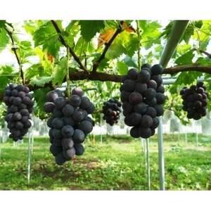 ふるさと納税 【2026年　秋発送分】〜ピオーネ　約1kg(2〜3房)〜【配送不可地域：離島】【11...