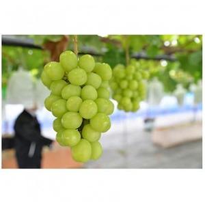 ふるさと納税 【2026年　秋発送分】〜シャインマスカット〜　2〜3房(約1.1kg)Domaine...