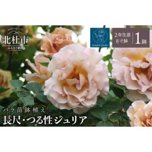 ふるさと納税 【2026年7月発送】バラ苗鉢植え「長尺・つる性ジュリア」　 バラ苗 1鉢 ノイバラ台木 花 長尺 つるバラ 丸弁 平咲き 弱い返り咲 中.. 山梨県北杜市
