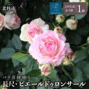 ふるさと納税 バラ苗鉢植え「長尺・ピエールドゥロンサール」　バラ苗 1鉢 ノイバラ台木 つる性 長尺 弱い返り咲 微香 8寸鉢 2年生苗 ガーデニ.. 山梨県北杜市
