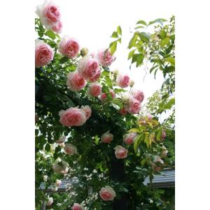 ふるさと納税 バラ苗鉢植え「長尺・ピエールドゥ...の詳細画像2