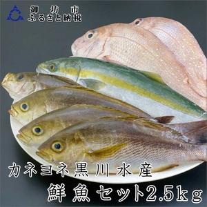 ふるさと納税 御坊産　鮮魚セット2.5kg【配送不可地域】沖縄・北海道・東北・九州 和歌山県御坊市