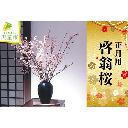 ふるさと納税 正月用 啓翁桜 切り花 08-01-054 山形県天童市