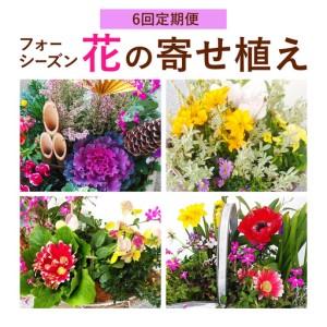 ふるさと納税 【6ヶ月定期便】フォーシーズン お花の寄せ植え 直径20〜25cm Fleurbranch 《申込みの翌月出荷》熊本県 菊池市 定期便 花 鉢花 鉢.. 熊本県菊池市