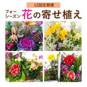 ふるさと納税 【12ヶ月定期便】フォーシーズン お花の寄せ植え 直径20〜25cm Fleurbranch 《申込みの翌月出荷》熊本県 菊池市 定期便 花 鉢花 鉢.. 熊本県菊池市