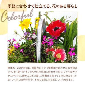 ふるさと納税 【12ヶ月定期便】フォーシーズン...の詳細画像3