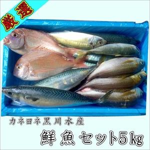 ふるさと納税 御坊産　鮮魚セット5kg【配送不可地域】...