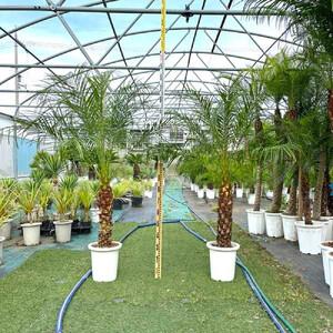 ふるさと納税 【130〜150cm】ヤシの木1本 フェニックス・ロべレニー ロべヤシ 大阪府貝塚市