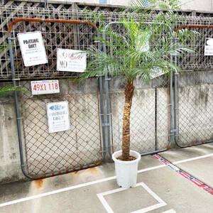 ふるさと納税 【190〜210cm】ヤシの木1本 フェニックス・ロべレニー ロべヤシ 大阪府貝塚市