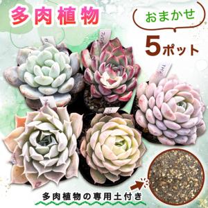 ふるさと納税 《9月下旬より順次発送》多肉植物 苗 おまかせ 5ポット★多肉植物専用土1パック付きで初心者も安心！｜先行受付 ガーデニング .. 神奈川県伊勢原市