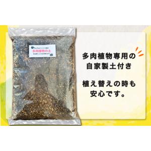 ふるさと納税 《9月下旬より順次発送》多肉植物...の詳細画像2