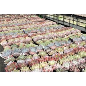 ふるさと納税 《9月下旬より順次発送》多肉植物...の詳細画像4