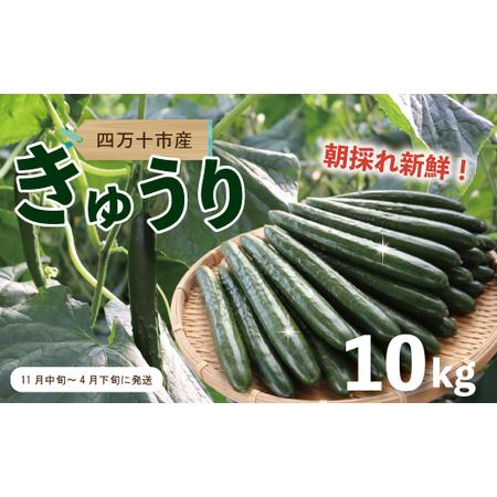 ふるさと納税 四万十市産 きゅうり 10kg 朝採れ 新鮮 野菜 やさい 高知県産 国産 胡瓜 キュ...