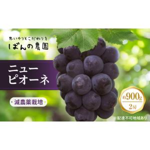 ふるさと納税 ぶどう 2026年 先行予約 ニュー ピオーネ 2房 約900g 岡山県産 ピオーネ 岡山県玉野市