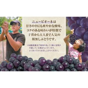 ふるさと納税 ぶどう 2026年 先行予約 ニ...の詳細画像2