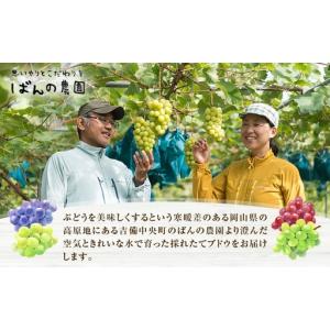 ふるさと納税 ぶどう 2026年 先行予約 ニ...の詳細画像3