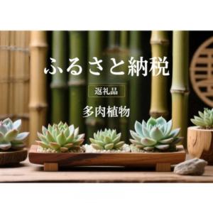 ふるさと納税 多肉植物 エケベリア セダム お任せ 観葉植物 多肉植物【20鉢】 千葉県成田市