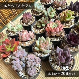 ふるさと納税 多肉植物 エケベリア セダム お...の詳細画像1