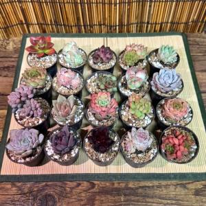 ふるさと納税 多肉植物 エケベリア セダム お...の詳細画像2