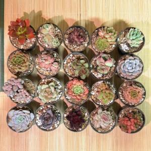 ふるさと納税 多肉植物 エケベリア セダム お...の詳細画像3