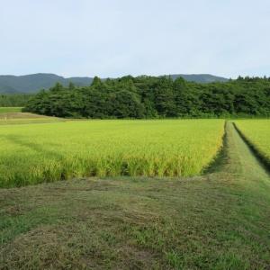 ふるさと納税 にじのきらめき 標高200mで育...の詳細画像3