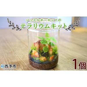 ふるさと納税 ＜ジュエルオーキッドのテラリウムキット＞コケ 苔 シダ インテリア ガーデニング 園芸 グリーン 緑 植物 キット栽培 作成キット .. 愛媛県西予市