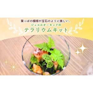 ふるさと納税 <ジュエルオーキッドのテラリウム...の詳細画像1