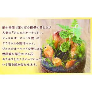 ふるさと納税 <ジュエルオーキッドのテラリウム...の詳細画像2