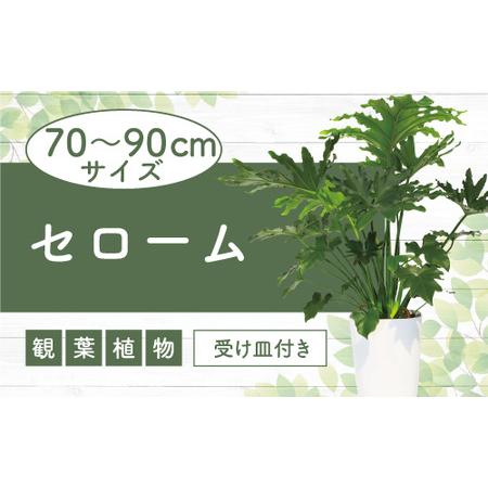 ふるさと納税 セローム 8号 緑の中道 025-1994 観葉植物 観葉植物 観葉植物 観葉...