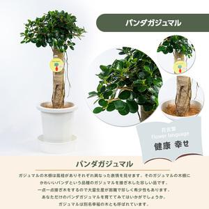 ふるさと納税 【観葉植物】パンダガジュマル 7...の詳細画像1