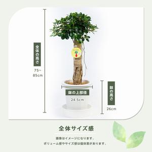 ふるさと納税 【観葉植物】パンダガジュマル 7...の詳細画像2