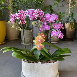 ふるさと納税 胡蝶蘭アレンジメント 広島県広島市