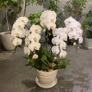 ふるさと納税 胡蝶蘭大輪5本立ち(1本につき1...の詳細画像2