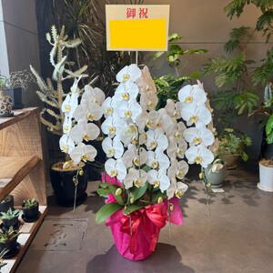 ふるさと納税 胡蝶蘭大輪5本立ち(1本につき1...の詳細画像3