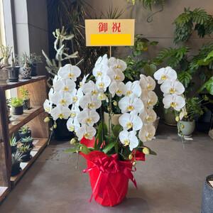 ふるさと納税 胡蝶蘭大輪5本立ち(1本につき1...の詳細画像4