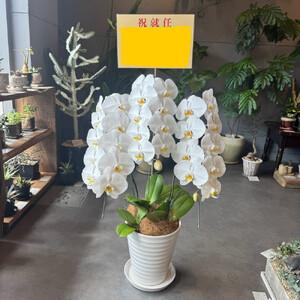 ふるさと納税 胡蝶蘭大輪3本立ち（1本につき10?13輪蕾込） 広島県広島市