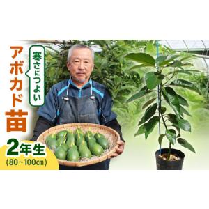 ふるさと納税 アボカド苗木 80?100cm 品種【ベーコン】 2年生苗 長崎県産 耐寒 / アボカド 苗木 国産 苗 定植 あぼかど / 諫早市 / アボカド長崎.. 長崎県諫早市