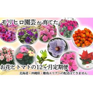 ふるさと納税 お花・トマト定期便 モリヒロ園芸 鉢花 ミニトマト お花・トマト定期便【12ヶ月】 香川県観音寺市